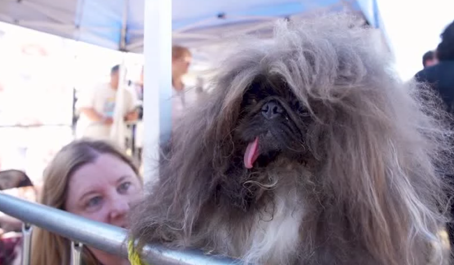 Anjing Ini Menang Kontes Anjing Paling Jelek di Dunia